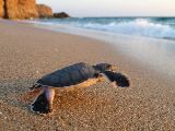 Foto: Oman: the Native Shore of Turtles
